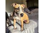 Adopt Jaxon a Pit Bull Terrier, Jack Russell Terrier
