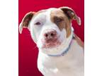 Adopt PETER a Pit Bull Terrier, Mixed Breed