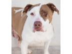Adopt PETER a Pit Bull Terrier, Mixed Breed
