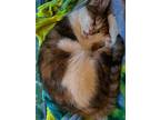 Bells, Domestic Shorthair For Adoption In Bloomington, Indiana