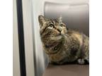 Brie, Domestic Shorthair For Adoption In Janesville, Wisconsin