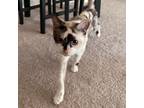 Heather, Siamese For Adoption In Dallas, Texas