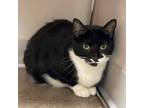 Baby, Domestic Shorthair For Adoption In Janesville, Wisconsin