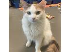 Patches, Domestic Mediumhair For Adoption In Dallas, Texas