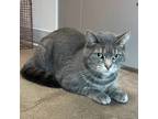 Annie, Domestic Shorthair For Adoption In Janesville, Wisconsin