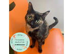 Dulce, Domestic Shorthair For Adoption In Janesville, Wisconsin