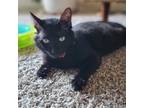 Ripley, Domestic Mediumhair For Adoption In Dallas, Texas