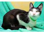Maddy, Domestic Shorthair For Adoption In Tierra Verde, Florida