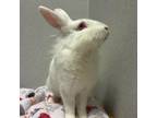 Adopt Al a Lionhead