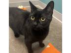 Chili, Domestic Shorthair For Adoption In Janesville, Wisconsin