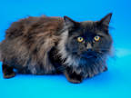 Omar, Domestic Longhair For Adoption In Bowling Green, Kentucky