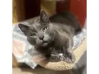 Big Grey, Domestic Shorthair For Adoption In Janesville, Wisconsin