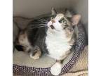 Callie, Domestic Shorthair For Adoption In Janesville, Wisconsin