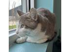 Granger, Domestic Shorthair For Adoption In Janesville, Wisconsin