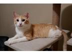 Love Bug 2, Domestic Shorthair For Adoption In Bulverde, Texas