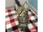 Candy, Domestic Shorthair For Adoption In Janesville, Wisconsin