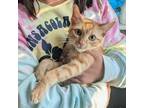 Banana Boat, Domestic Shorthair For Adoption In Dallas, Texas