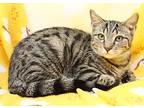 Rugby, Domestic Shorthair For Adoption In Tierra Verde, Florida