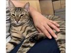 Claus, Bengal For Adoption In Van Nuys, California