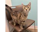 Lola, Domestic Shorthair For Adoption In Janesville, Wisconsin