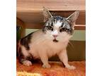 Lana, Domestic Shorthair For Adoption In Phillipsburg, New Jersey