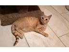 Cricket 4, Domestic Shorthair For Adoption In Bulverde, Texas