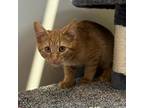 Andy, Domestic Shorthair For Adoption In Janesville, Wisconsin