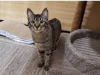 Barb, Domestic Shorthair For Adoption In Bulverde, Texas