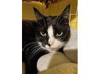 Gigi, Domestic Shorthair For Adoption In Phillipsburg, New Jersey