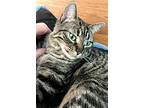Piper, Domestic Shorthair For Adoption In Thornhill, Ontario