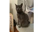 Buddy, Domestic Shorthair For Adoption In Phillipsburg, New Jersey