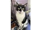 Bailey, Domestic Shorthair For Adoption In Phillipsburg, New Jersey