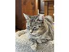 Miss Molly, Domestic Shorthair For Adoption In Phillipsburg, New Jersey