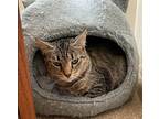 Musa / Tally, Domestic Shorthair For Adoption In Bloomington, Indiana