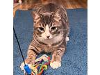 Tuna (w/ Pork Chop), Domestic Shorthair For Adoption In Phillipsburg, New Jersey