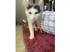 Cassius, Domestic Shorthair For Adoption In Chicago, Illinois