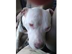 Raja, American Staffordshire Terrier For Adoption In Van Nuys, California