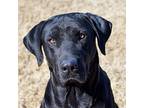T Bone, Labrador Retriever For Adoption In Quinlan, Texas