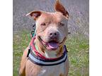 Tank, American Staffordshire Terrier For Adoption In Quinlan, Texas