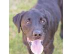 Mavvy, Labrador Retriever For Adoption In Quinlan, Texas