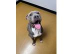 Chief, American Pit Bull Terrier For Adoption In Maryville, Missouri