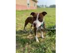 Apollos Diesel Renee, American Pit Bull Terrier For Adoption In Maryville