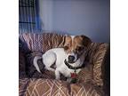 Sammy, Jack Russell Terrier For Adoption In Kelowna, British Columbia