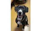 Lucifer, American Pit Bull Terrier For Adoption In Maryville, Missouri