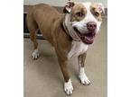 Captain Sushi, American Pit Bull Terrier For Adoption In Carrollton, Texas