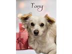 Tony, Terrier (unknown Type, Medium) For Adoption In Phelan, California