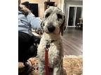 Bodie - Adoption Pending, Old English Sheepdog For Adoption In Kelowna