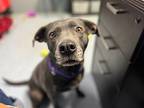 Athena, American Pit Bull Terrier For Adoption In Bloomington, Indiana