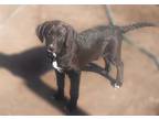 Hally, Labrador Retriever For Adoption In Batesville, Arkansas