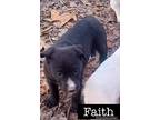 Faith, Labrador Retriever For Adoption In Batesville, Arkansas